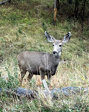 Photo by Pamela Dittmer McKuen